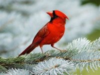 Feathered Friends Jigsaw Puzzle